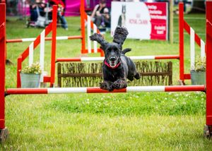 Supporting image for story