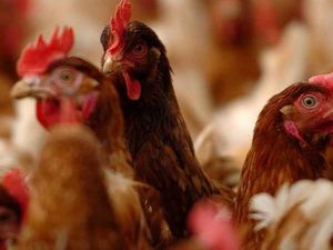 Supporting image for story: Council planners 'are following advice on chicken farms'