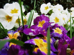 Supporting image for story: Easter weather forecast for Shropshire