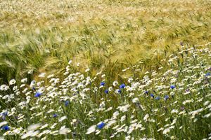 Wildflowers for pollinators next to a cereal crop