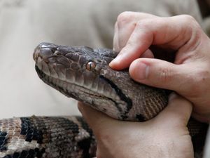Supporting image for story: Modern snakes ‘evolved from a few survivors of dinosaur-killing asteroid’