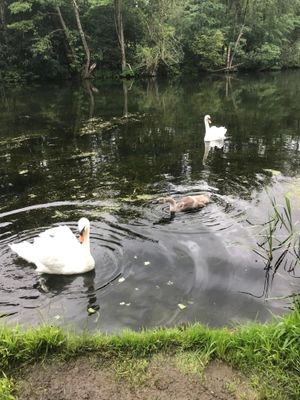 The swan was found with a fish hook above its eye on a lake at Walcott Hall, Lydbury North