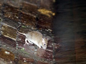 Supporting image for story: Surge in inquiries about rodents during lockdown, Rentokil says