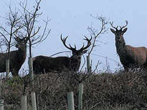 Supporting image for story: Oh deer! Stags end up on landfill site
