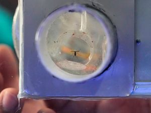 Supporting image for story: Philippines village battles dengue fever by offering bounties for mosquitoes