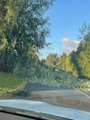 Denise Donnelly, from Herefordshire, ran into this fallen tree on her morning commute