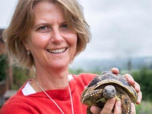 Supporting image for story: Arnie the runaway Shropshire tortoise turns up after TWO YEARS