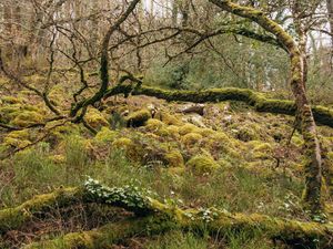 Moss and ferns grow on rocky ground and tree branches in temperate rainforest
