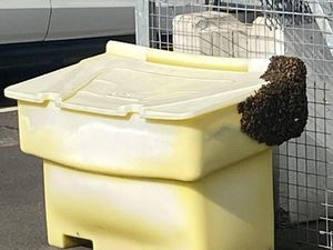 Supporting image for story: Swarm of bees makes ‘unauthorised landing’ at Edinburgh Airport