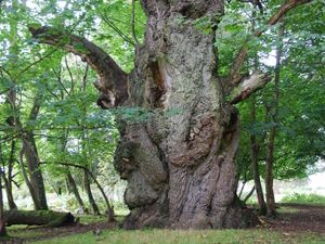 Supporting image for story: Mighty ancient oak near Ludlow collapses and dies
