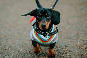 Festive Sausage Dog meet up and walk at The Quarry in Shrewsbury. Organised via Shrewsbury Sausage Social....