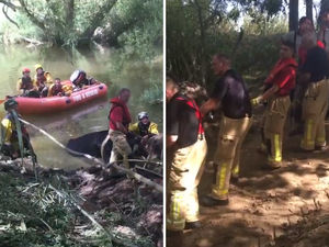 Supporting image for story: Two-hour rescue sees fire crews save cows stuck in River Severn