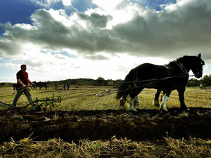 Supporting image for story: Keeping ploughing tradition alive