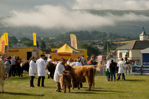 Mist over the Royal Showground lifting as the first cattle classes get underway. Image by Andy Compton