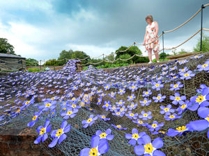 Supporting image for story: 1,000 'forget-me-not' flowers on display at Shugborough for hospice appeal