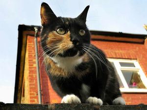 Supporting image for story: Peter Rhodes: Sheffield - the promised land