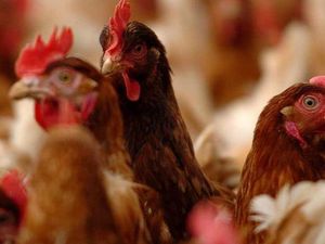 Supporting image for story: Controversial chicken farm housing 210,000 birds set for go-ahead