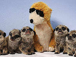 Supporting image for story: Stuffed toy is mere comfort