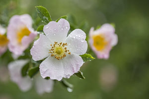 Beautiful flowers of dog rose (Rosa canina) in morning dew