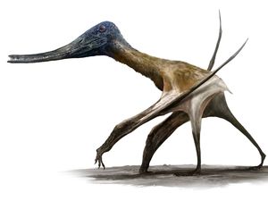 Supporting image for story: Scientists discover ‘surprising twist’ on how pterosaurs became flying giants