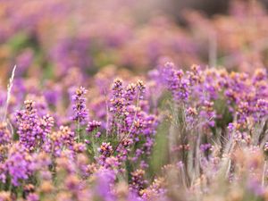 Supporting image for story: Signs of recovery for heathland heather after damage caused by 2022 extreme heat