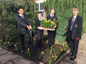 Supporting image for story: Kidderminster schoolchildren plant sea of daffodils for first reflection week