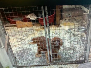 Supporting image for story: Shropshire woman jailed after animals found in appalling conditions on illegal puppy farm