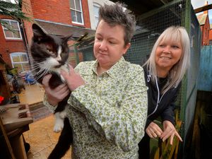 Supporting image for story: New Shropshire cat rescue charity already caring for six felines and says more need help