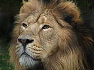 Supporting image for story: 250 jobs for safari park
