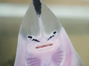 Supporting image for story: Rare Blackchin Guitarfish on song after six born at National Sea Life centre