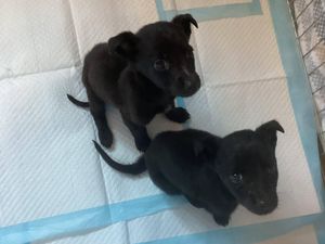 Supporting image for story: Starved puppies rescued after being dumped in Kidderminster park