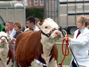 Supporting image for story: Thousands flock to annual Tenbury Countryside Show