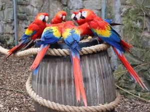 Supporting image for story: Dudley Zoo welcomes South American scarlet macaws