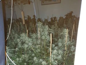 Supporting image for story: Man arrested as cannabis grow worth £250,000 is unearthed