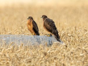 Supporting image for story: Conservationists ‘overjoyed’ at successful breeding by rare Montagu’s harriers