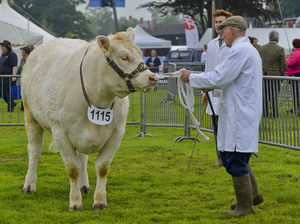Cattle judging at the show
