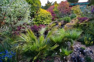 The garden on Oakhampton Road will open up to visitors. Photo: National Garden Scheme