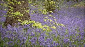 Alan Fowler – Bluebells & Beech Leaves