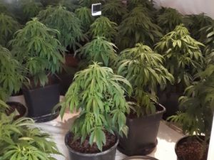 Supporting image for story: Call for more drugs tip-offs after Shrewsbury cannabis farm pair jailed