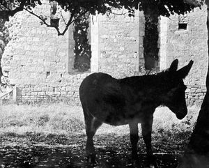 A donkey amid the ruins of the old parliament at Acton Burnell in October 1964. Also called Parliament Barn. The caption reads: 'While Harold Wilson, Sir Alec Douglas Home, Jo Grimond and Company fight it out for a seat at Westminster, this donkey ruminates peacefully in the shade of an old ruin. It was here at Acton Burnell 700 years ago that the representatives of the people are reputed to have first met and squabbled, much as they do today, about the affairs of state. But time marches on. And even though buildings may crumble, man's ambition never will. Two old grey walls and this old donkey are all that are left at Acton Burnell. The politicians and their ambitions have moved to Westminster.'