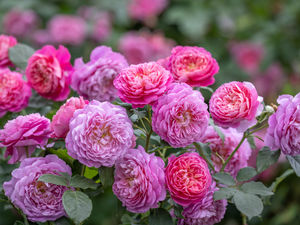 Supporting image for story: David Austin Roses names Chelsea Flower Show entry after iconic figure – find out who