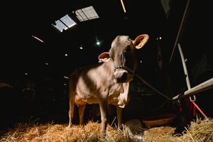 UK Dairy Day at Telford International Centre