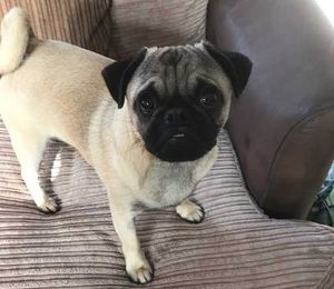 Alastor the pug