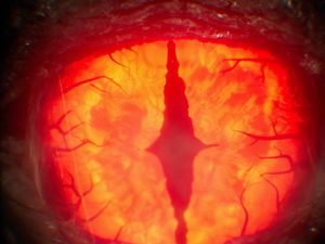 Supporting image for story: Watch: Alton Towers reveals first sneak peak of what to expect from new-look Nemesis rollercoaster