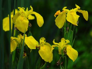 Supporting image for story: Choosing right plants for garden can help protect it from flooding – minister