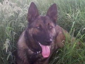Supporting image for story: Shropshire man arrested in fraud investigation as £20,000 police dog fund cash paid back