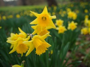 Close up of daffodils in bloom