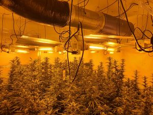 Supporting image for story: Arrests made after armed raid finds cannabis growth