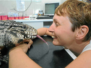 Supporting image for story: Off-colour reptile enjoys special care at Shifnal vets
