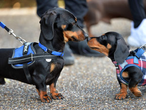Supporting image for story: Hounds make a dash for Shrewsbury sausage social